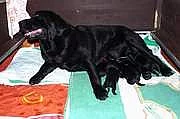 Labrador retriever