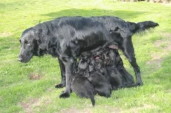 Flat coated retriever s PP
