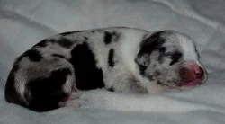 Louisiánský Leopardí Pes s PP
