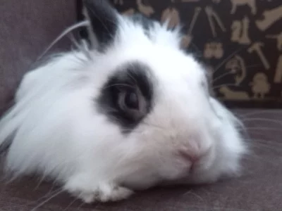 Daruji lvíčka