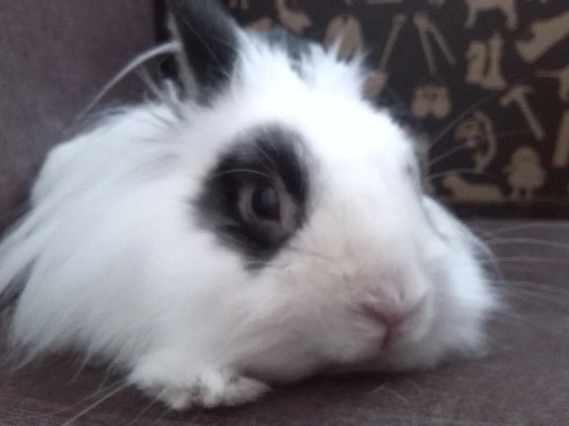 Daruji lvíčka