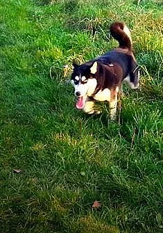Daruji fenku Sibiřský Husky