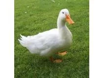 Kachňata a násadová vejce kachen amer. pekingských