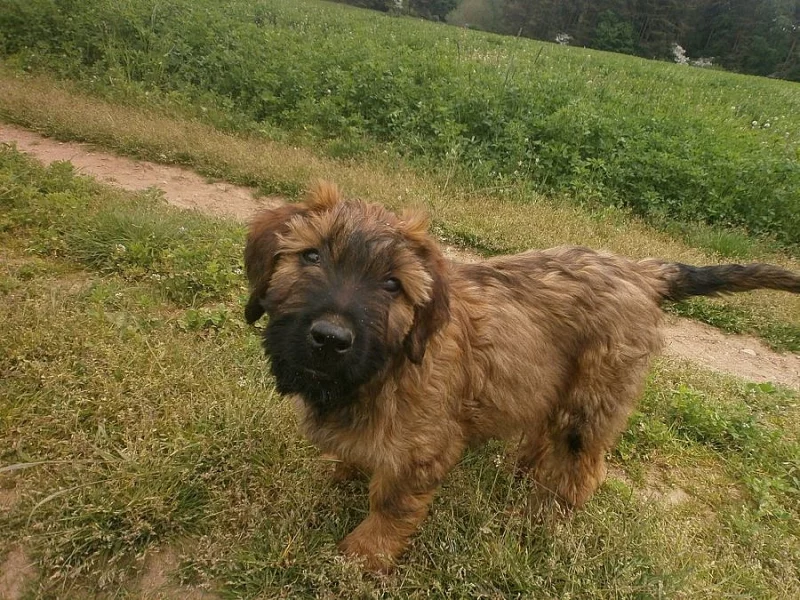 Briard - plavá fenka s PP