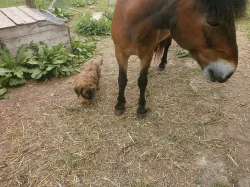 Briard - plavá fenka s PP