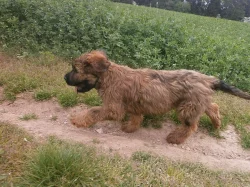 Briard - plavá fenka s PP