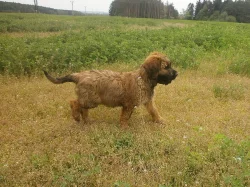 Briard - plavá fenka s PP