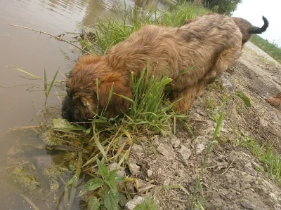 Briard - plavá fenka s PP
