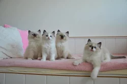 Ragdoll kocourek Ferrex s PP k mazlení