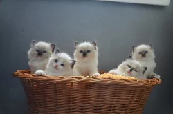 Ragdoll kocourek Ferrex s PP k mazlení