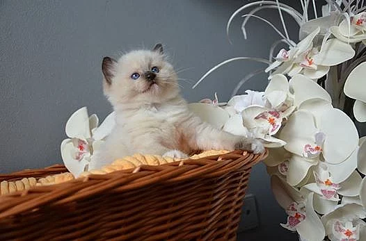 Ragdoll kocourek Ferrex s PP k mazlení