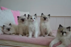 Ragdoll kocourek Ferrex s PP k mazlení