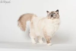 Ragdoll kocourek Ferrex s PP k mazlení