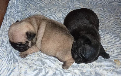 Mops - nabízím k zadání kvalitní štěňata s PP - pejsky