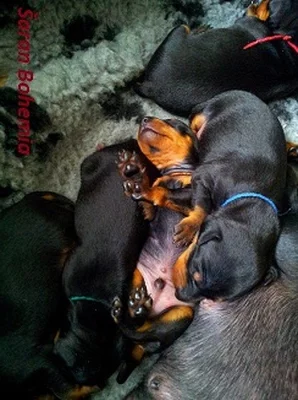 Anglický Toy teriér