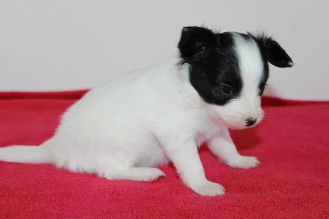 Papillon - Motýlek - štěňátka