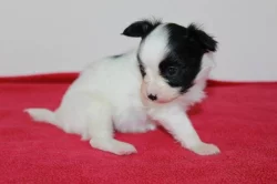 Papillon - Motýlek - štěňátka