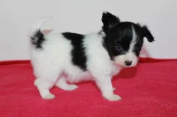 Papillon - Motýlek - štěňátka