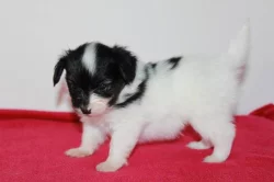 Papillon - Motýlek - štěňátka