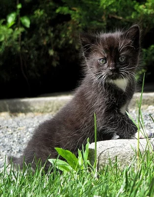 Daruji koťátka - kocourky s delší srstí