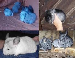 Činčilí mláďátka.