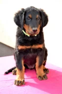 Beauceron štěňátko s PP