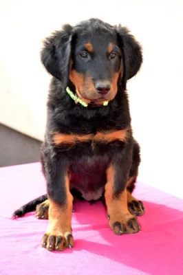 Beauceron štěňátko s PP