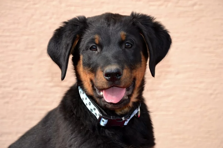 Beauceron štěňátko s PP