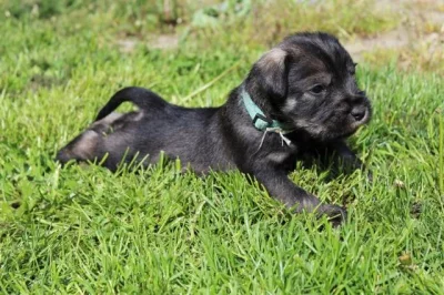 Knírač střední pepř a sůl