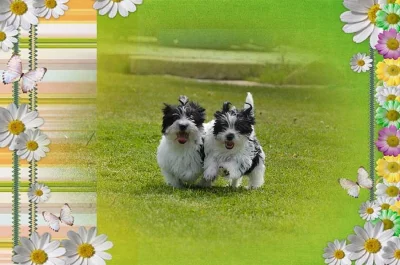 Štěňata Biewer Biro Carrier