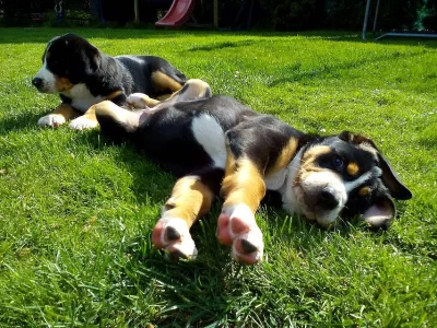 Štěně Velký Švýcarský Salašnický Pes