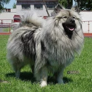 Německý špic vlčí / Keeshond