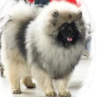 Německý špic vlčí / Keeshond