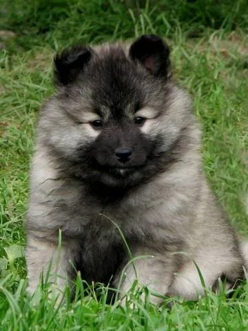 Německý špic vlčí / Keeshond