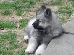 Německý špic vlčí / Keeshond