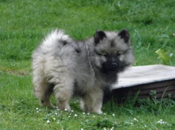 Německý špic vlčí / Keeshond