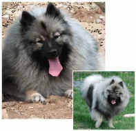 Německý špic vlčí / Keeshond