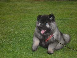 Německý špic vlčí / Keeshond