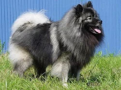 Německý špic vlčí / Keeshond