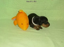 trpasličí pinč s PP