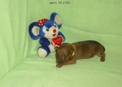 trpasličí pinč s PP