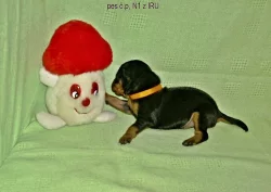 trpasličí pinč s PP