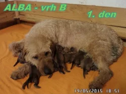 Štýrský brakýř