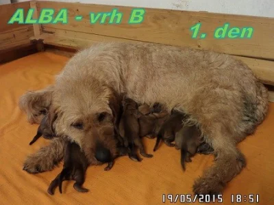 Štýrský brakýř
