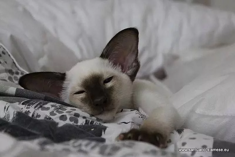 Krásná siamská a orientální koťátka s PP