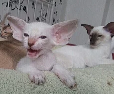 Krásná siamská a orientální koťátka s PP