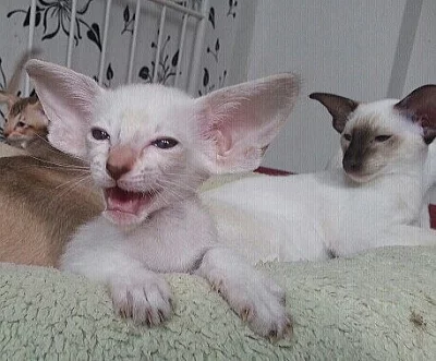 Krásná siamská a orientální koťátka s PP