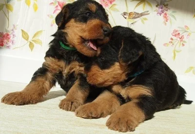 Airedale teriér - šteniatka s PP