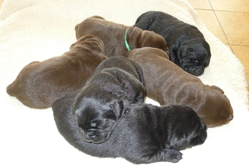Labrador s PP