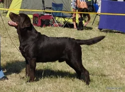 Labrador s PP